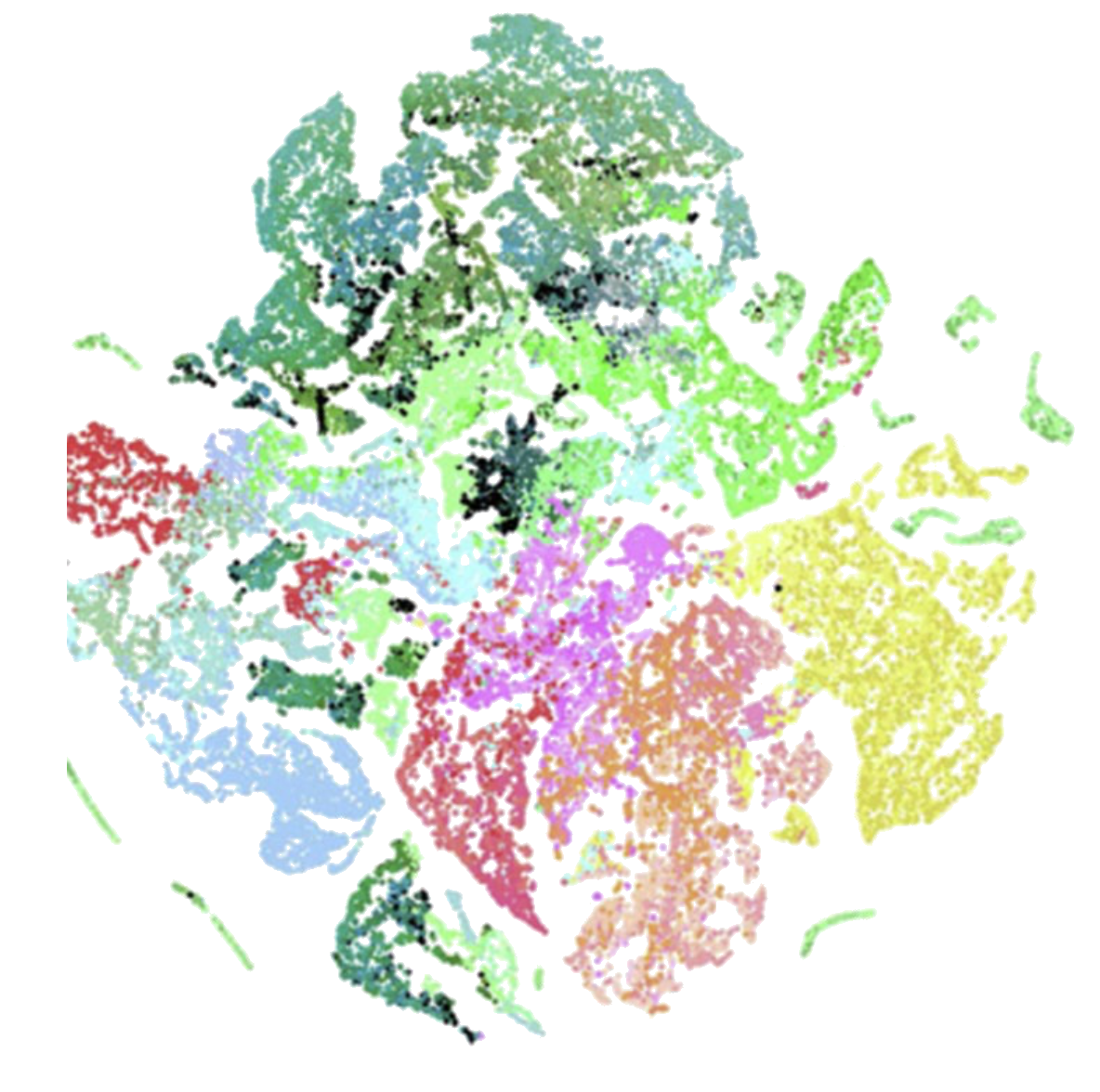 t-SNE mouse brain cells